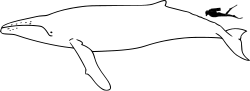 Humpback whale size