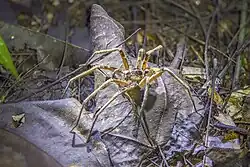 Unidentified species in Ghana