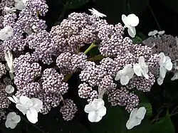 Detail of the inflorescence