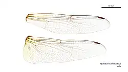 Male wings