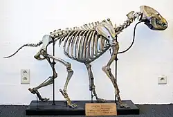 Cave hyena skeleton, head-on slightly angled view, in a walking position