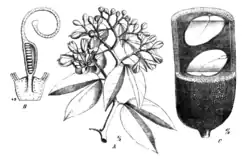 Illustration from Natürliche Pflanzenfamilien, Volume 3, 3 (1891)