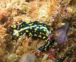 Hypselodoris obscura