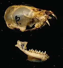 Bat skull
