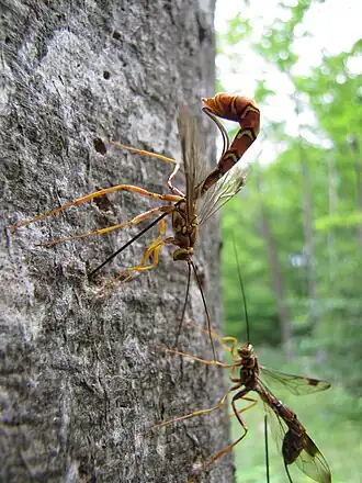 Megarhyssa macrurus, a parasitoid. The body of a female is 50&nbsp;mm (2.0&nbsp;in) long, with a c. 100&nbsp;mm (3.9&nbsp;in) ovipositor