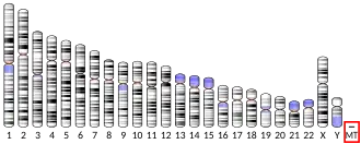 Mitochondrial DNA (human)