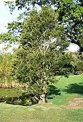A small Ilex mitis, growing un-pruned as a feature tree.