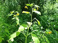 Impatiens aurella plant