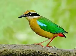 A buff and green bird stands on a branch