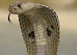 An Indian cobra (Naja naja) in a defensive posture
