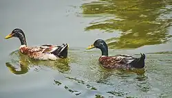 Ducks in the lake