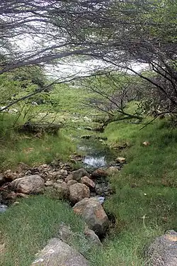 A stream flowing through a shrubland