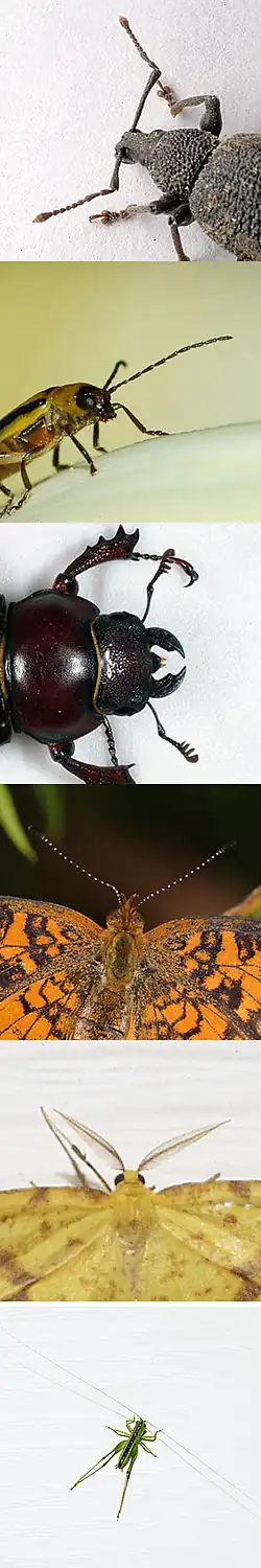 Image 16Evolution has produced astonishing variety of appendages in insects, such as these antennae. (from Evolution of insects)