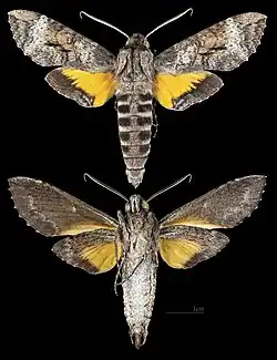 Isognathus australis