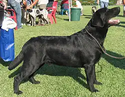 A black Labrador Retriever at a confirmation show