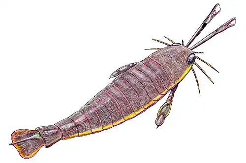 The largest known arthropod, the sea scorpion Jaekelopterus rhenaniae, has been found in estuarine strata from about 390 Ma. It was up to 2.5&nbsp;m (8.2&nbsp;ft) long.[278][279]