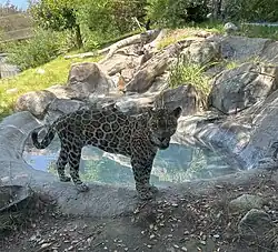 A female Jaguar resting August 2024.