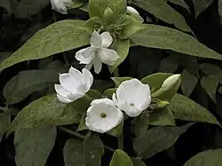 This photo of jasmine flowers has only soft shadows cast by diffused light.