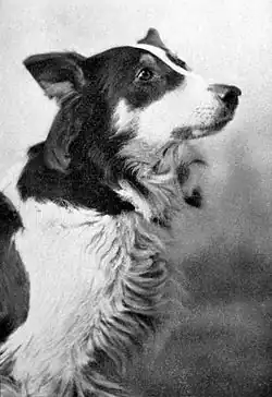 A black and white portrait photograph of a Border Collie.