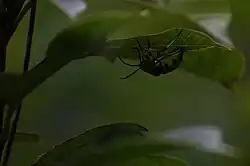 Jewel bug spotted tucked away in the canopy at Chennai