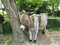 Âne en culotte donkey