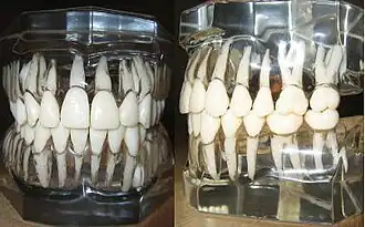 Photo of anatomical model of human dentition