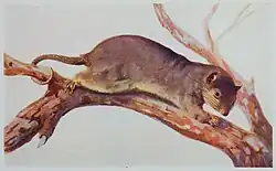 Drawing of brown possum