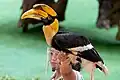 Great hornbill