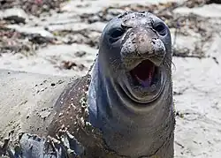 A juvenile northern elephant seal during its molt