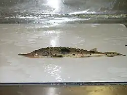 Juvenile lake sturgeon Goulais Bay, Lake Superior