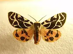 Photograph of the moth with brown patterns on a background of yellow on the top wing and orange on the bottom wing