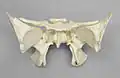 Human sphenoid bone