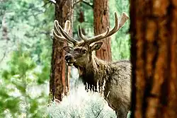 Mount Taylor is home to healthy populations of elk.