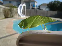 Angle-wing Katydid (Microcentrum), North Texas using Macro mode (PowerShot SD800 IS)