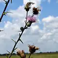 Nuttall's thistle