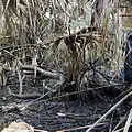 Effects of controlled burn, Kilpatrick Hammock