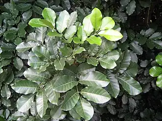 Foliage