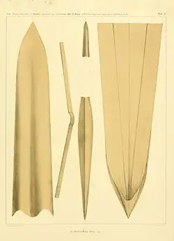 #14 (5/11/1855), Gladius (internal shell remnant) of the same specimen (Steenstrup, 1898:pl. 4)
