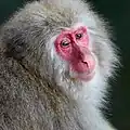 Headshot of a Japanese macaque at Jigokudani Monkey Park