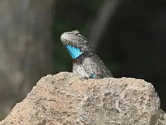 Adult male in Arizona