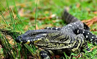 At Peacock - Richmond Range National Park