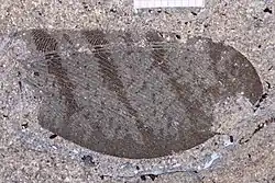 Lacewing Palaeopsychops latifasciatus