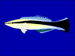 Bluestreak wrasse, Labroides dimidiatus