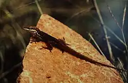 Lagartijo jardinero del sur (Anolis poncensis)