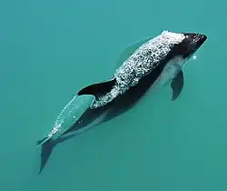 Peale's dolphin (lagenorhynchus australis)