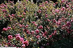 'Pocomoke' cultivar hedge