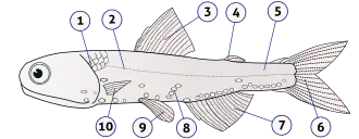 Anatomy of a typical fish (lanternfish shown): 1) gill cover 2) lateral line 3) dorsal fin 4) fat fin 5) caudal peduncle 6) caudal fin 7) anal fin 8)&nbsp;photophores 9)&nbsp;pelvic fins 10) pectoral fins