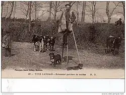 Landes shepherds and Bretonne Pie Noir cows