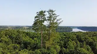 Tall larch tree reigning over the forest with lake Ruda Woda in the background