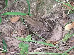 A brown frog with green around its mouth